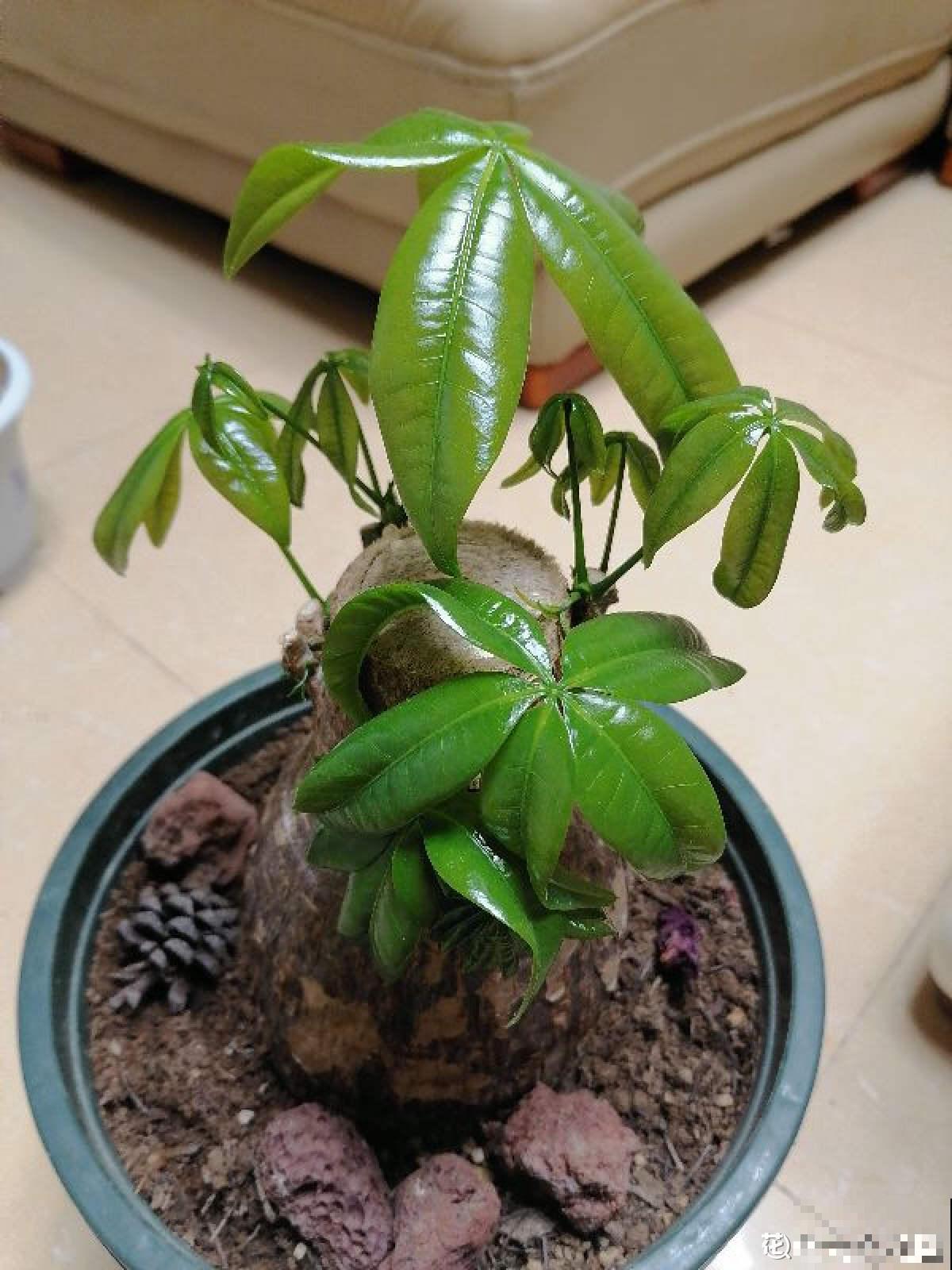 土壤里长出“白毛毛”，别犹豫，赶紧换盆，不然花很快死翘翘