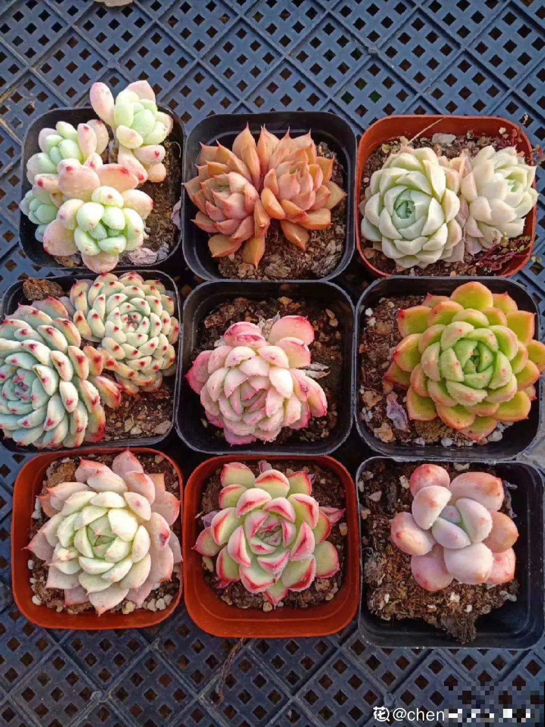 虎皮兰浅盆养，小芽嗖嗖冒，满盆都是新芽