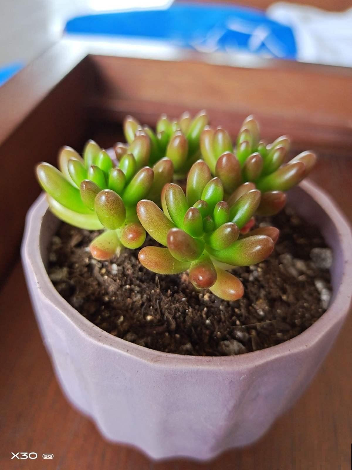 夏季养多肉，记住3个不要，轻松过夏