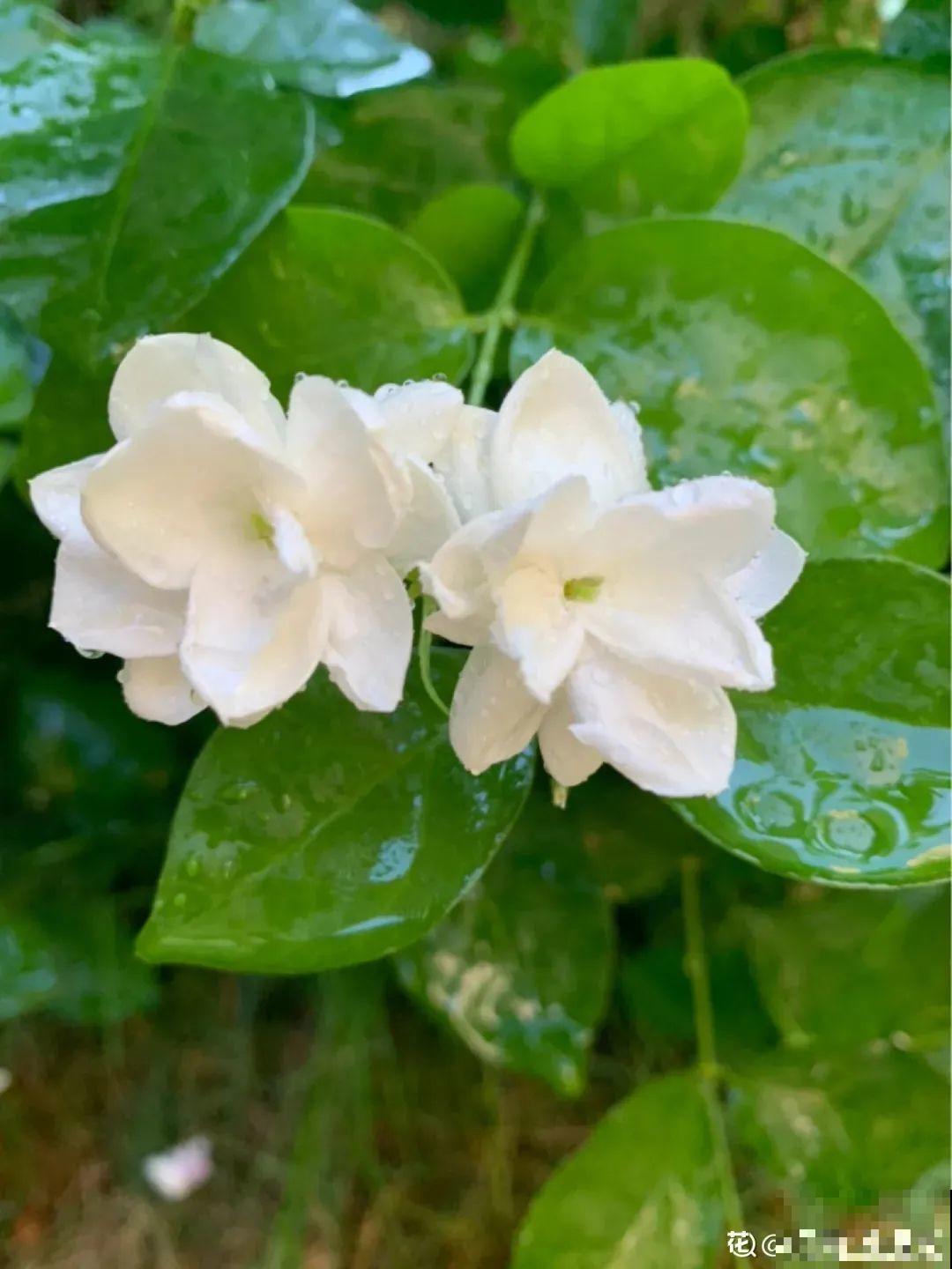 夏天养茉莉，越热越爆盆，适当修剪开花爆盆