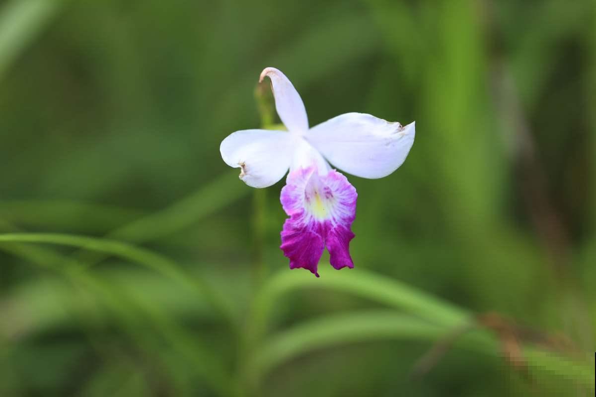 按你的生日那天看，你的幸运花是什么？（下）