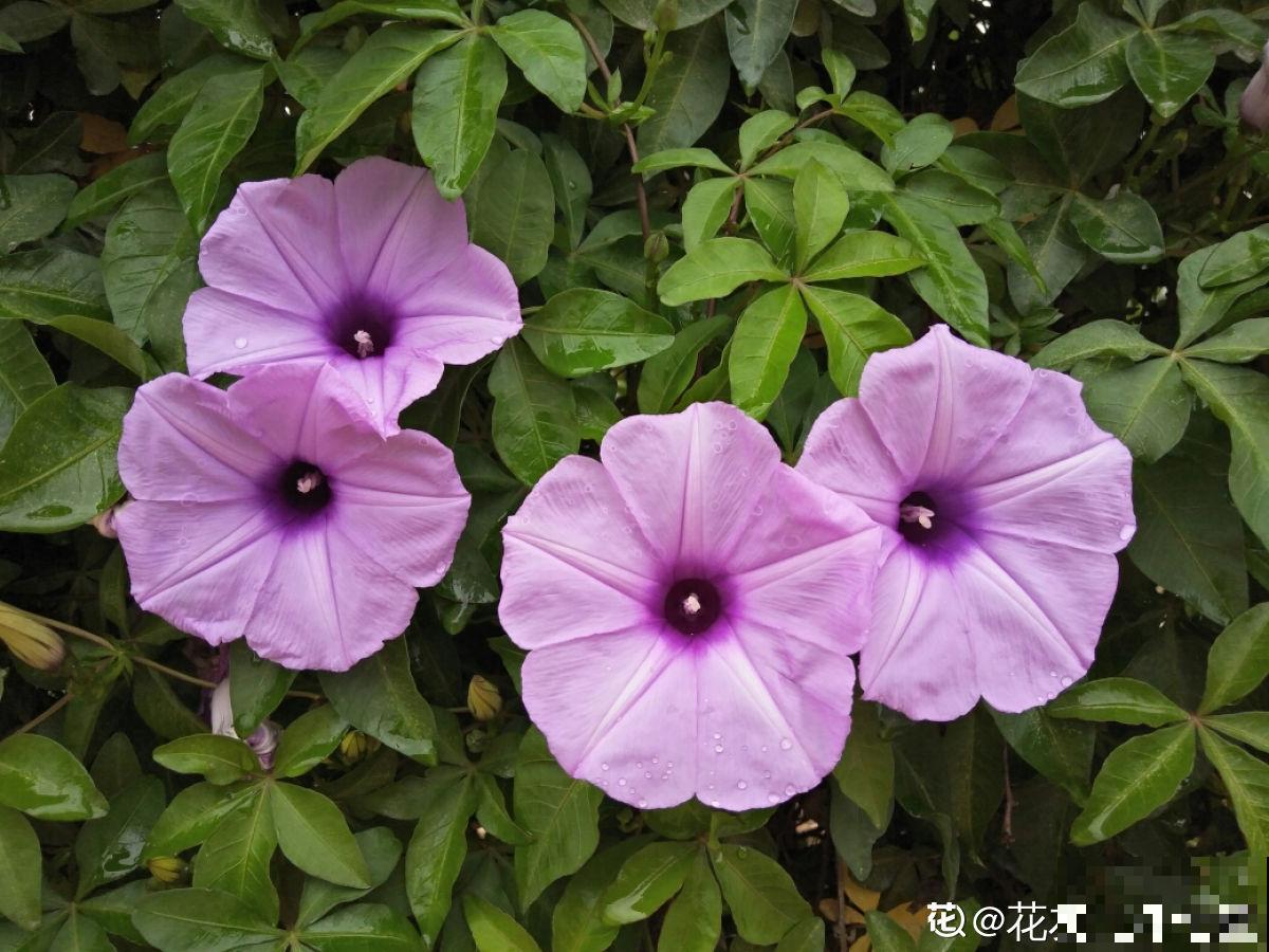 农村常见的3种花，栽种起来得谨慎，生长速度堪比生物入侵
