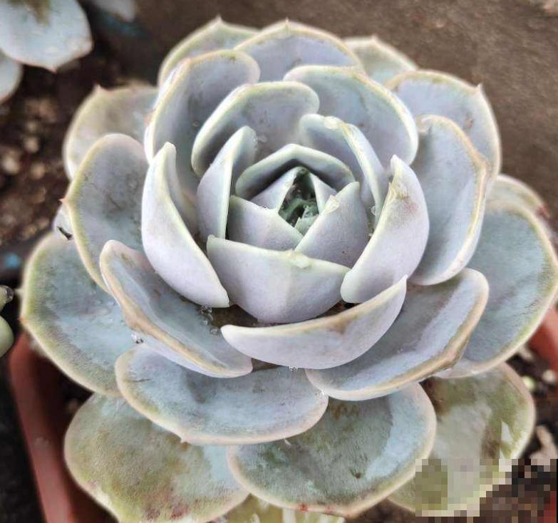 夏天不适合大量购买多肉,但这3种物件,缺一不可 夏天不适合大量购买多肉,但这3种物件,缺一不可