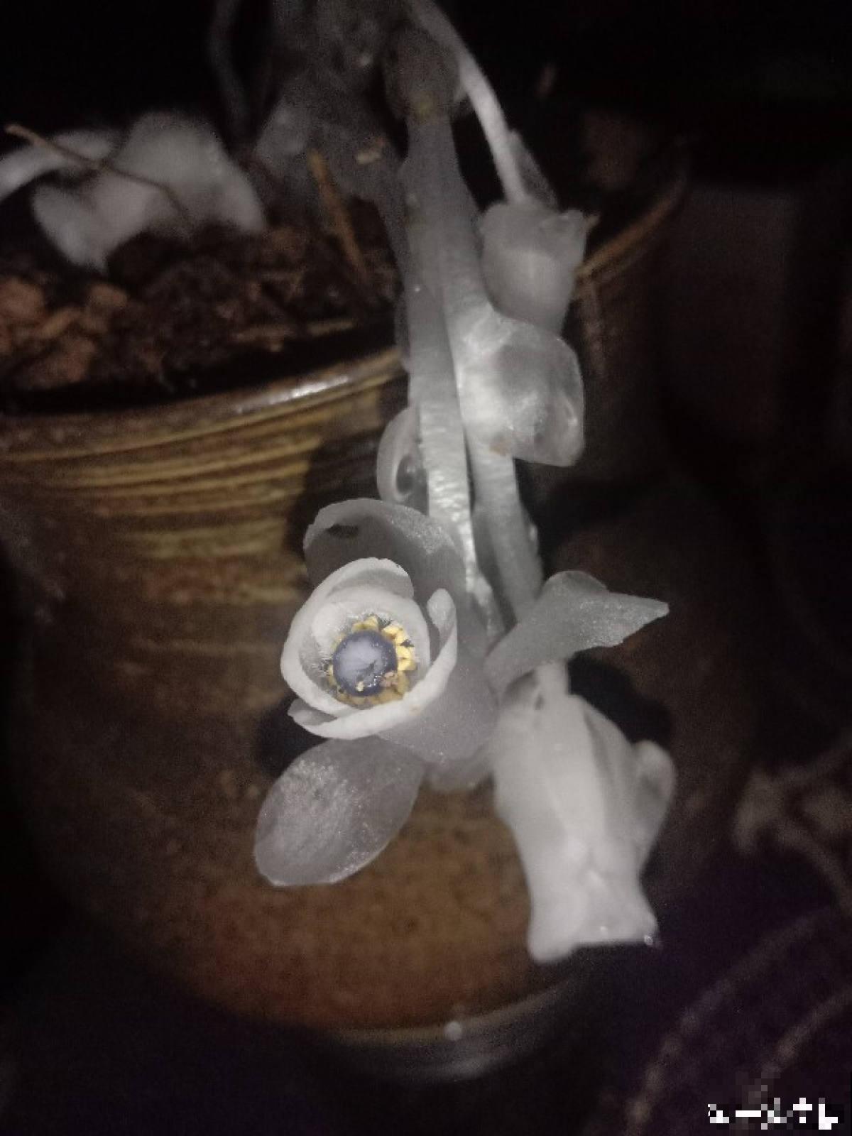 一种兰花被称作“幽灵之花”,浑身透白纯洁,一辈子难得见一回 一种兰花被称作“幽灵之花”,浑身透白纯洁,一辈子难得见一回