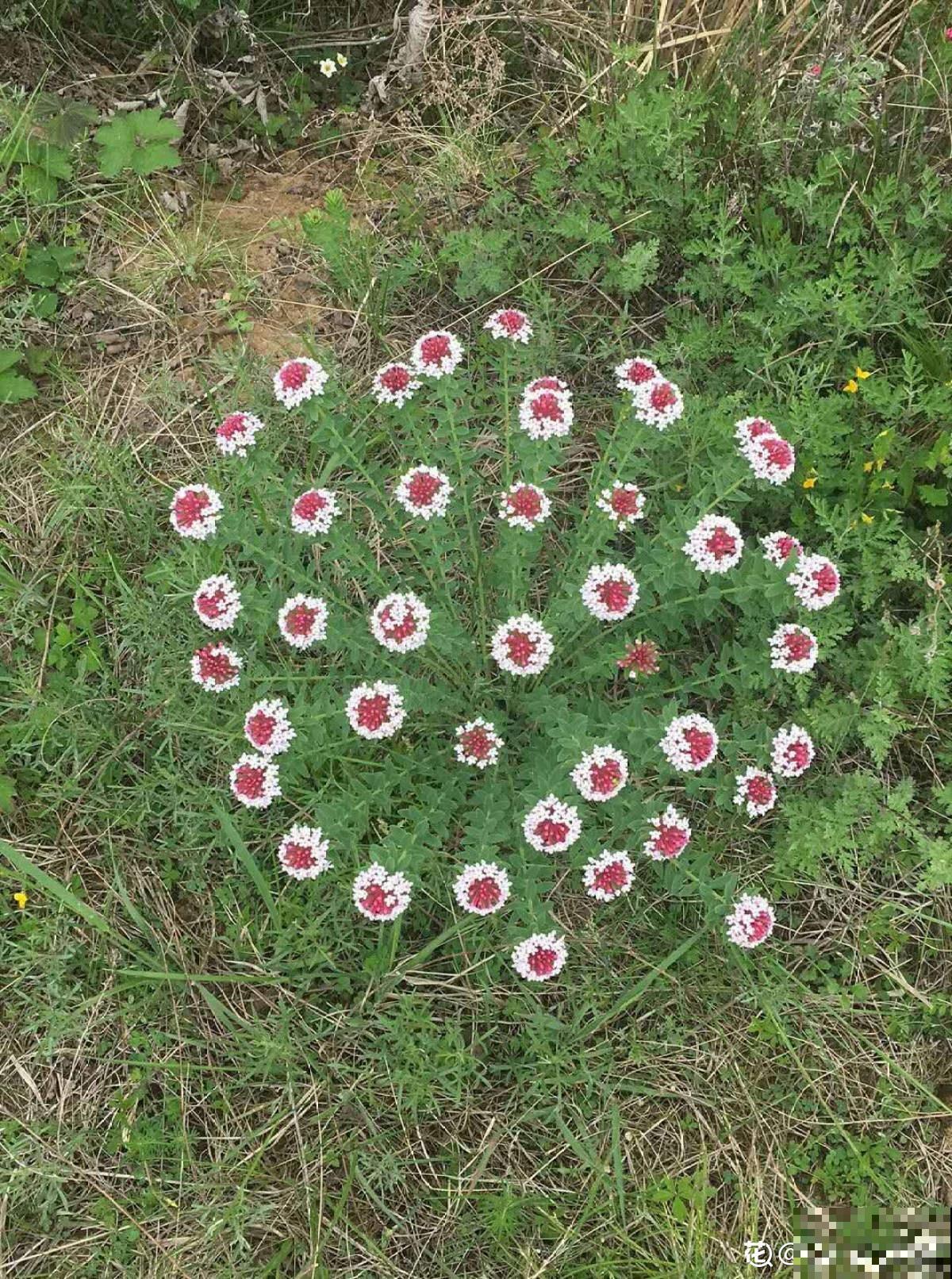 4种花喜欢恶劣环境，环境越差，长势反而更旺