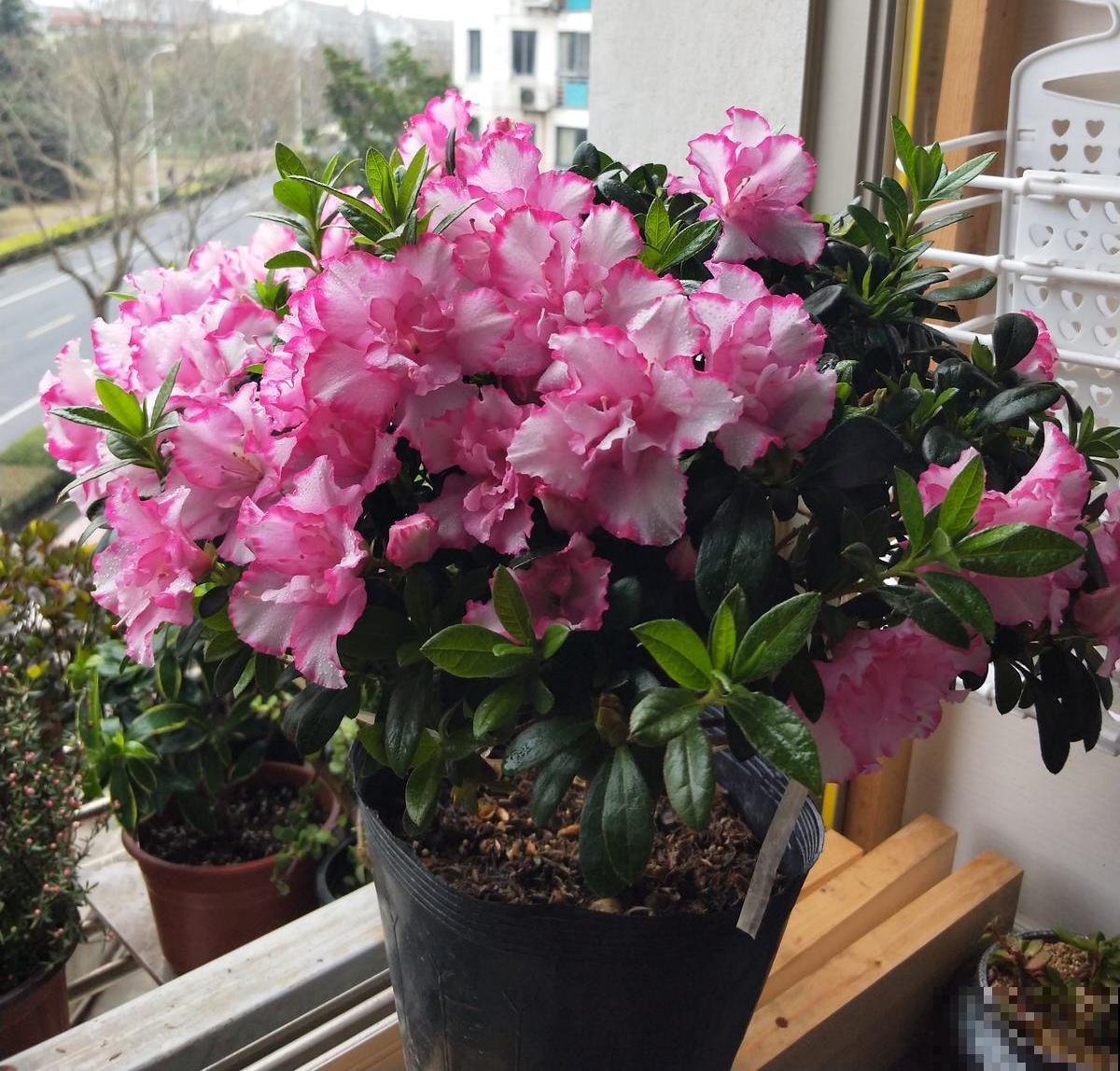 按你的生日那天看，你的幸运花是什么？（下）