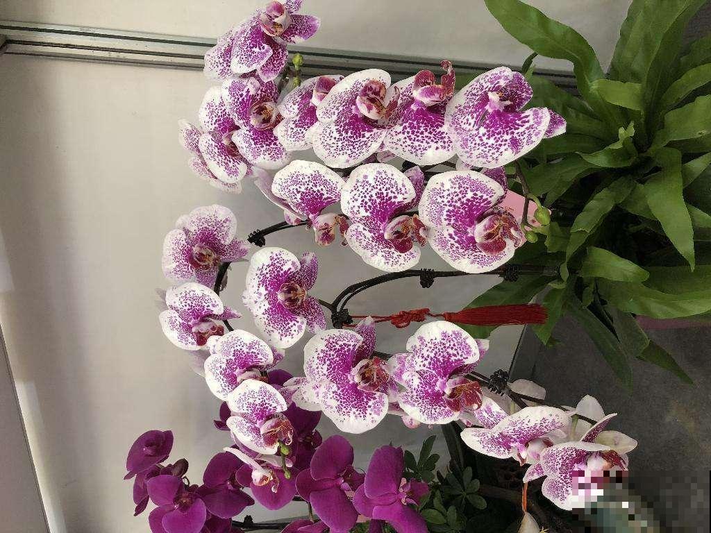 蝴蝶兰长势不旺？正确的浇水方法，你了解吗？