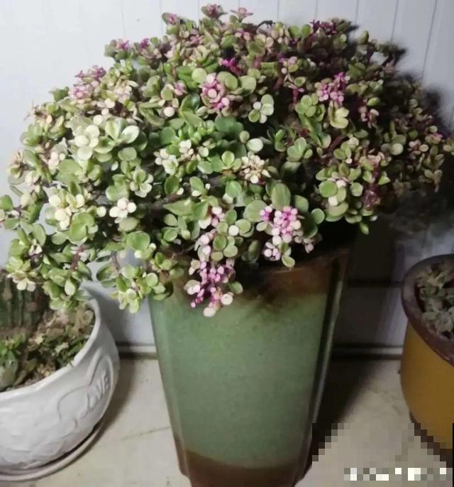 三伏天,8种花进入“鬼门关”,切莫大意 三伏天,8种花进入“鬼门关”,切莫大意