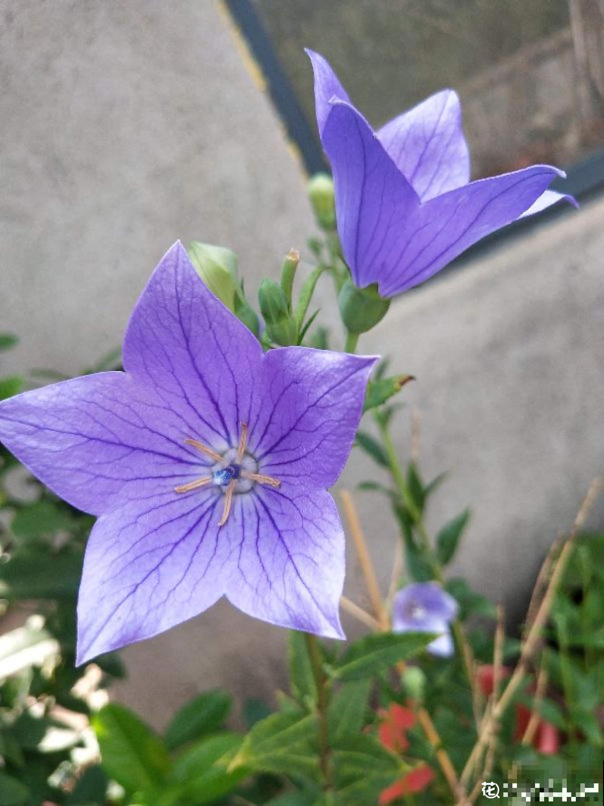 老中医爱养的60种植物，图文并茂特详细，种一盆养人养身心