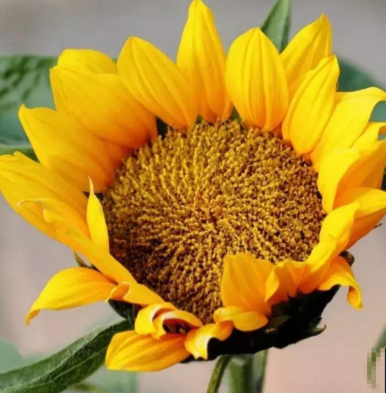 100种常见花,今天终于知道叫什么名了,建议收藏 100种常见花,今天终于知道叫什么名了,建议收藏