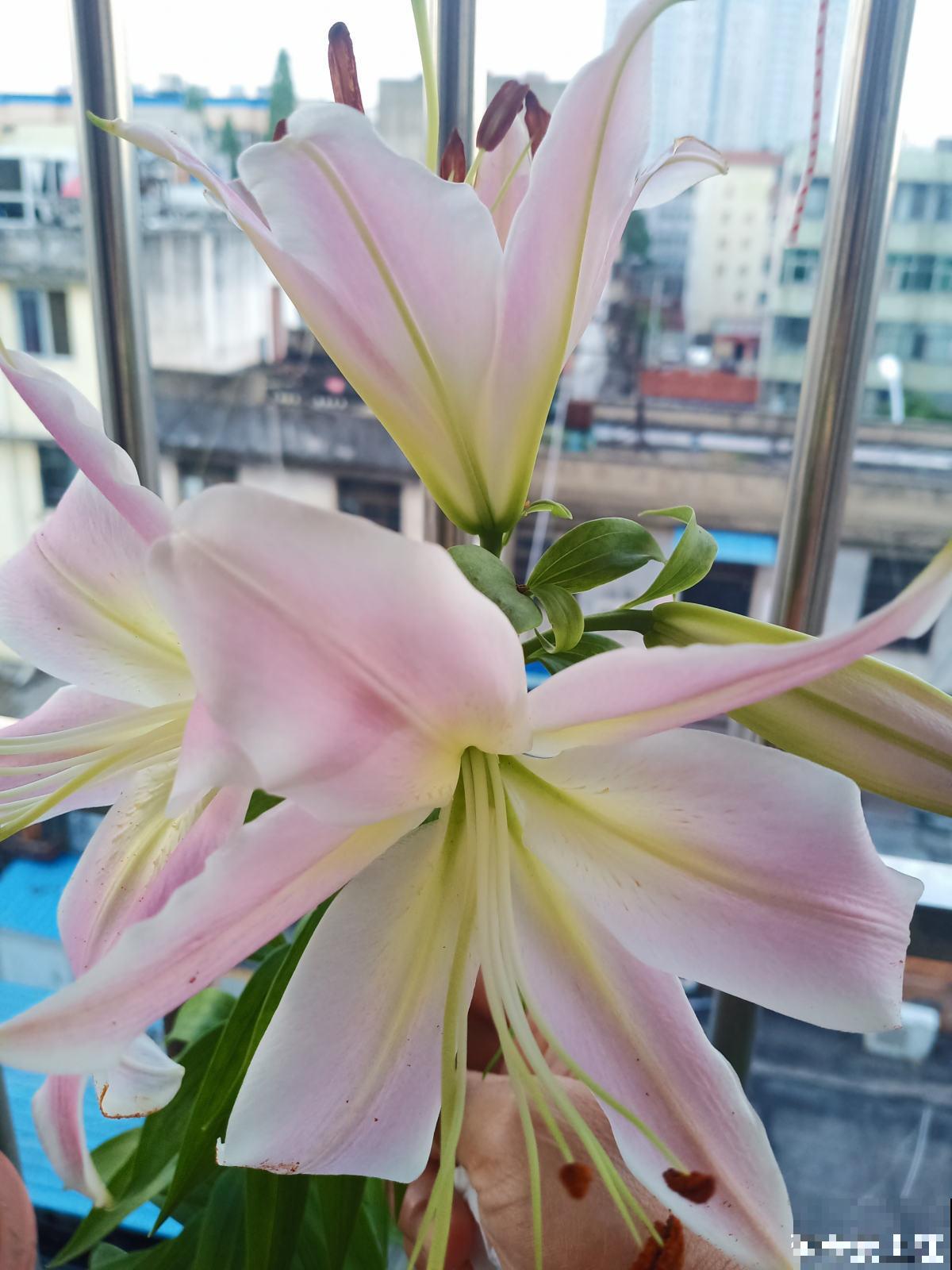 因为一盆花，丈夫和我大吵一架，爱花香有什么错