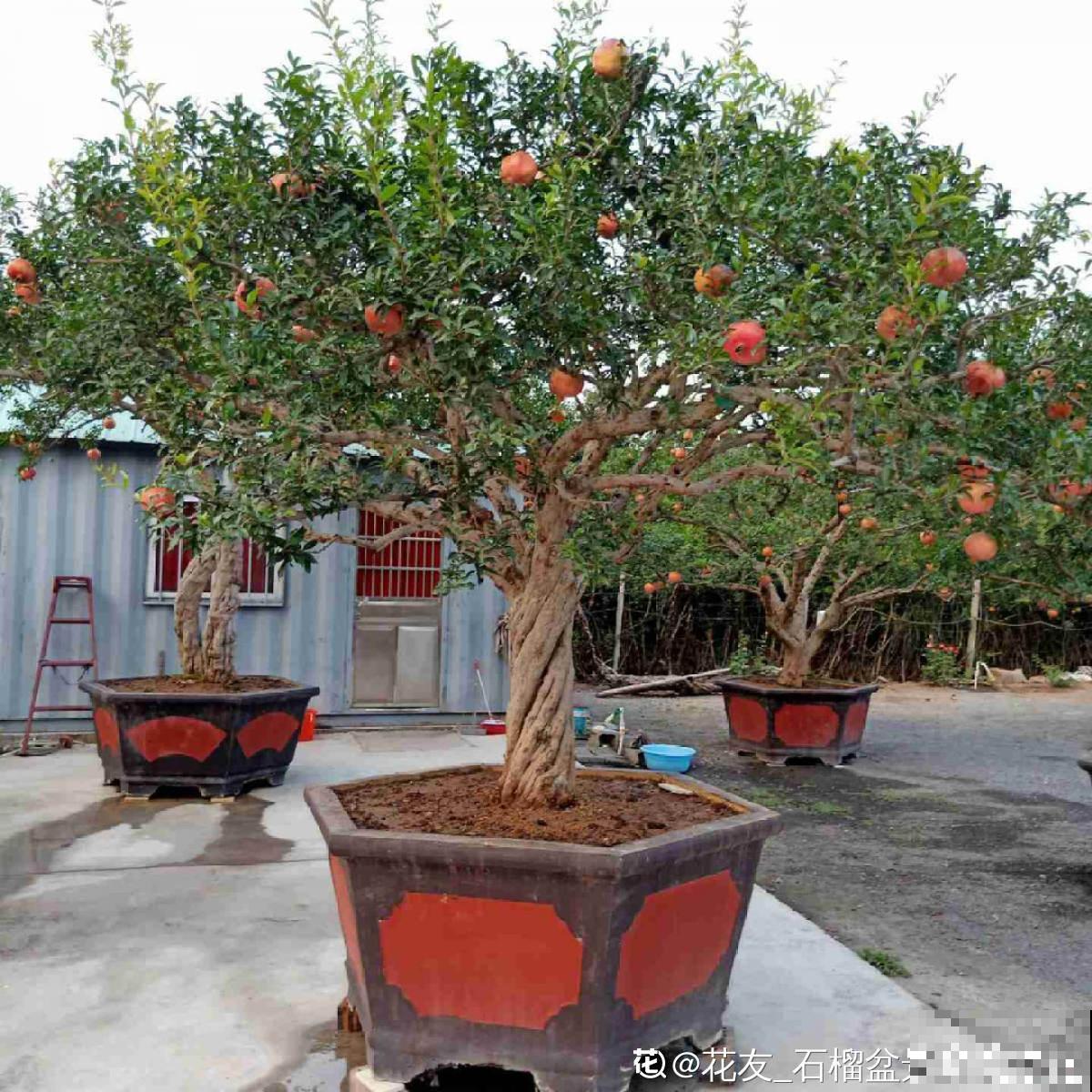 一棵石榴树，只需6步养护，就能边赏花边吃果