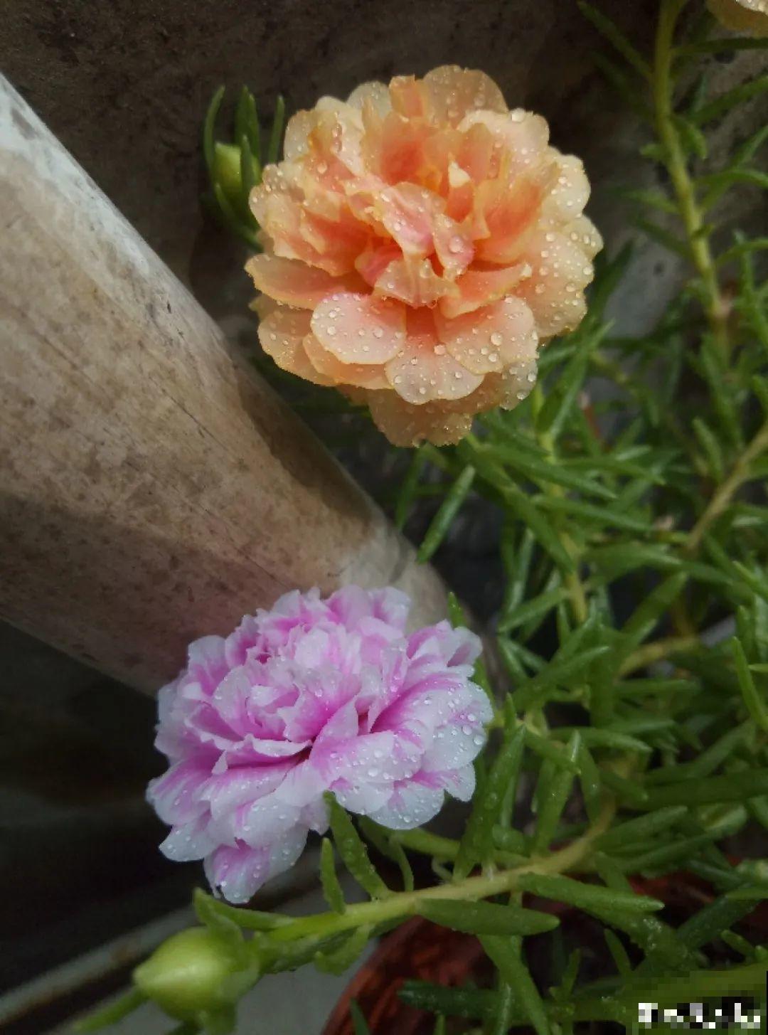 有个小院种种花，听风看雨，满眼花木