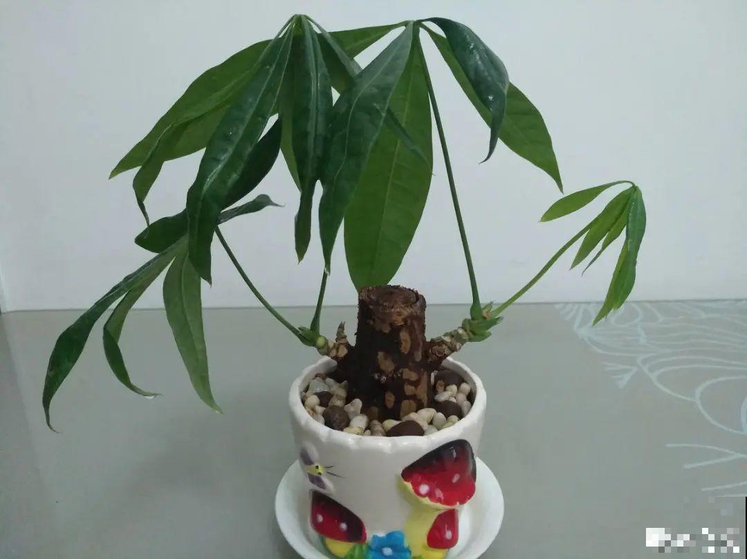 平时的“贵货花”,路边扔了一卡车,赶紧捡回家 平时的“贵货花”,路边扔了一卡车,赶紧捡回家