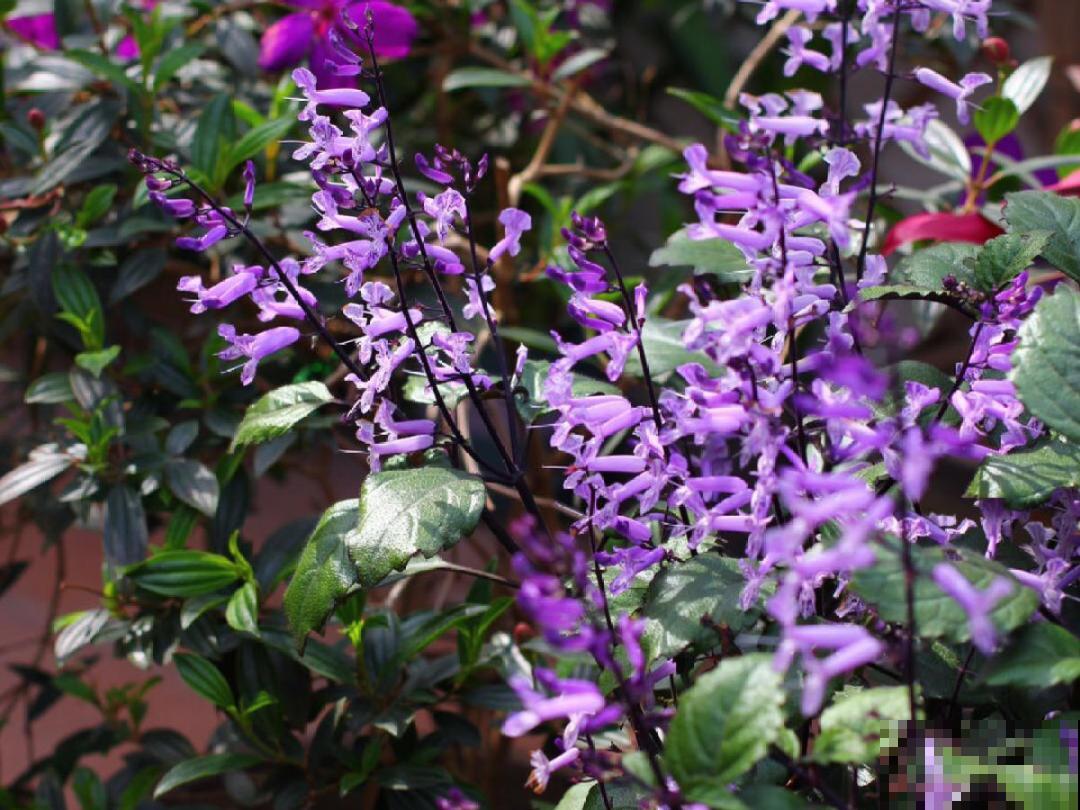 家里别只养绿萝,15种精致耐阴花,光照不好也能长很美 家里别只养绿萝,15种精致耐阴花,光照不好也能长很美