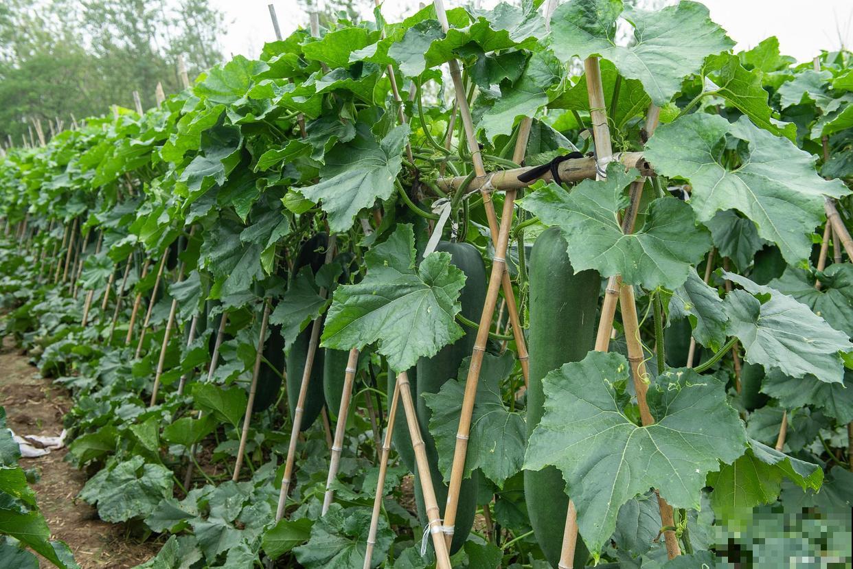 冬瓜个子矮，3个技术掌握好，冬瓜沉得抬不动