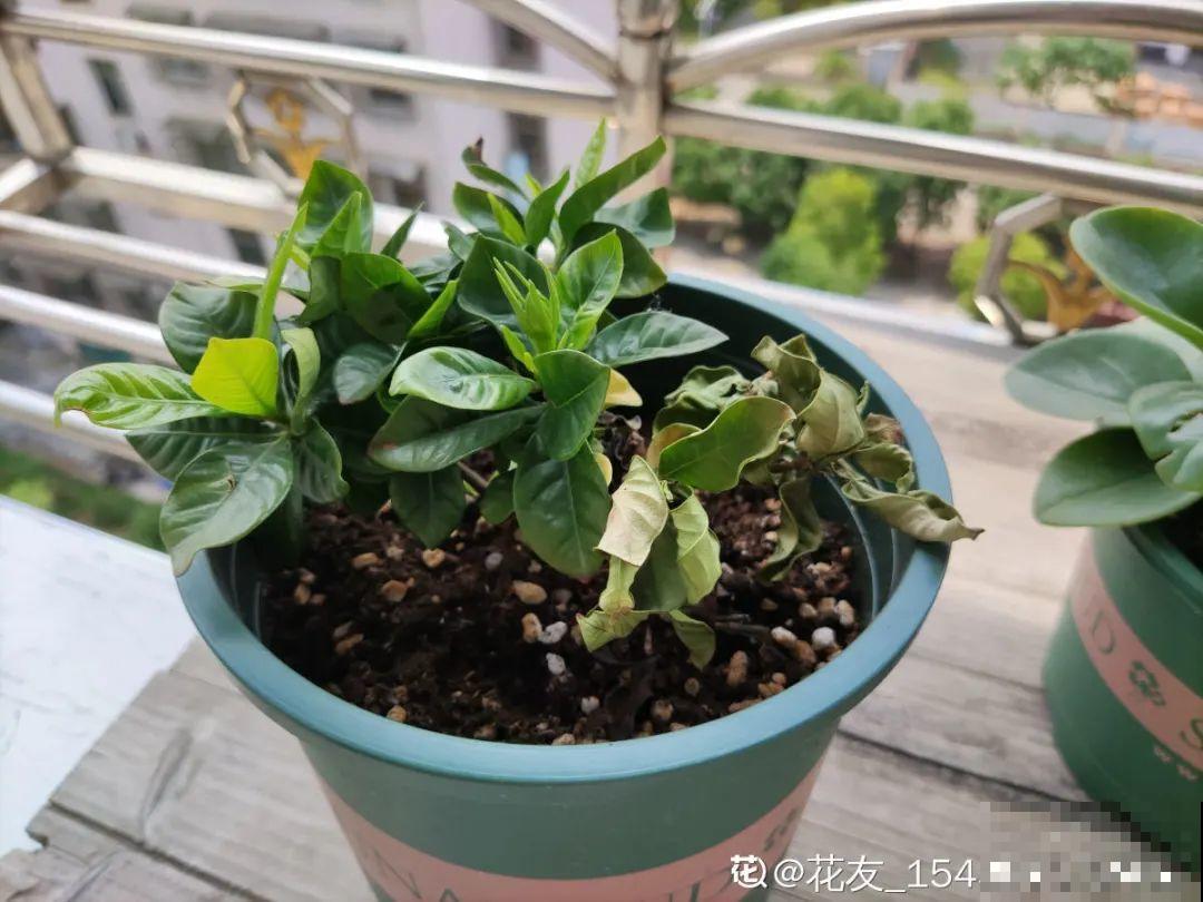 花成了光杆司令，剪一刀撒点药，很快冒新芽