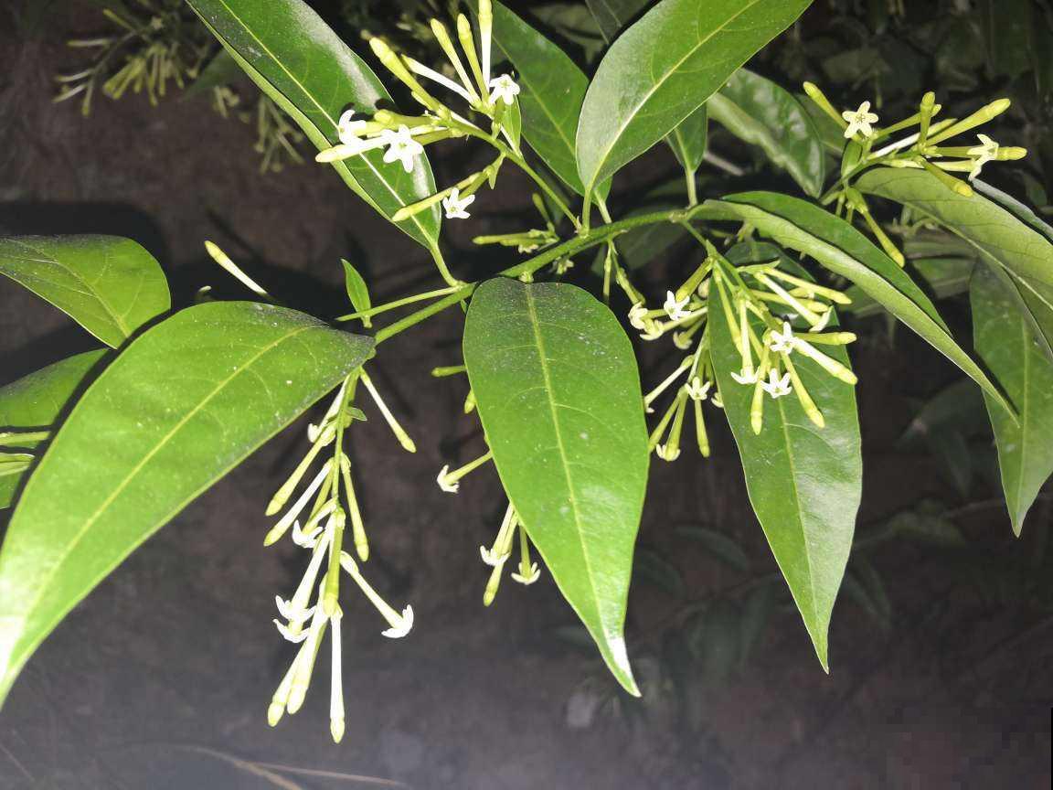 遇到这4种花，请主动远离，闻久了有麻烦