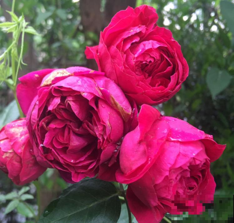 养花入了这仨“坑”，感觉越来越“穷”，你入了哪个坑？