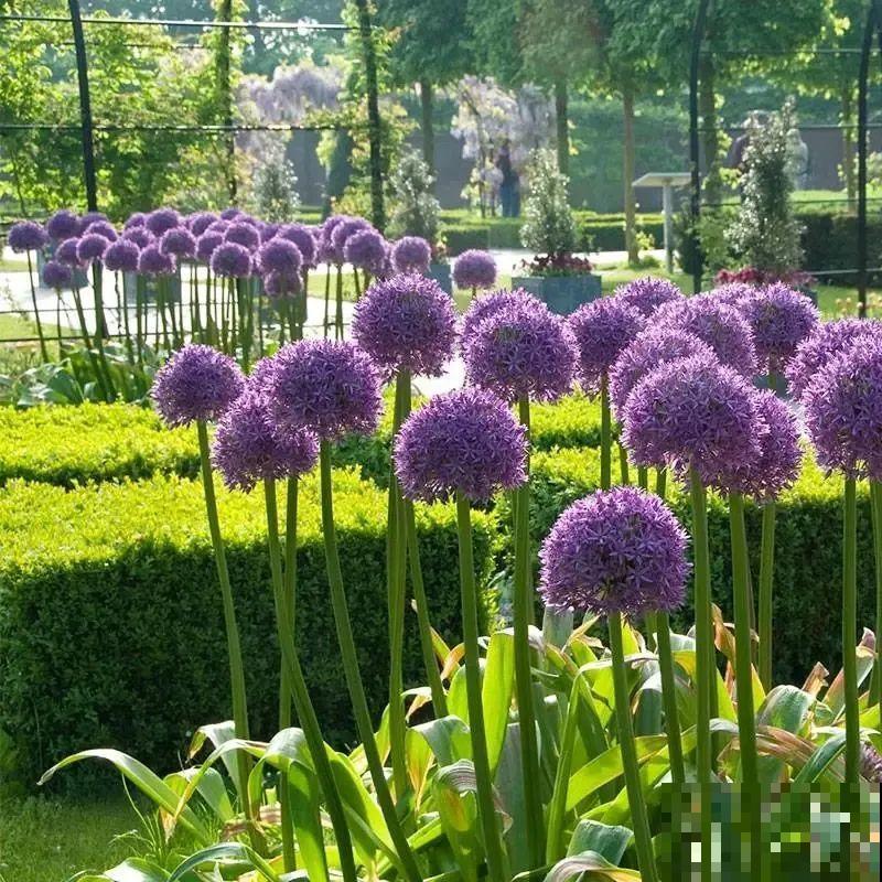 现在适合种11种花，耐寒好养活，呼呼开花爆盆