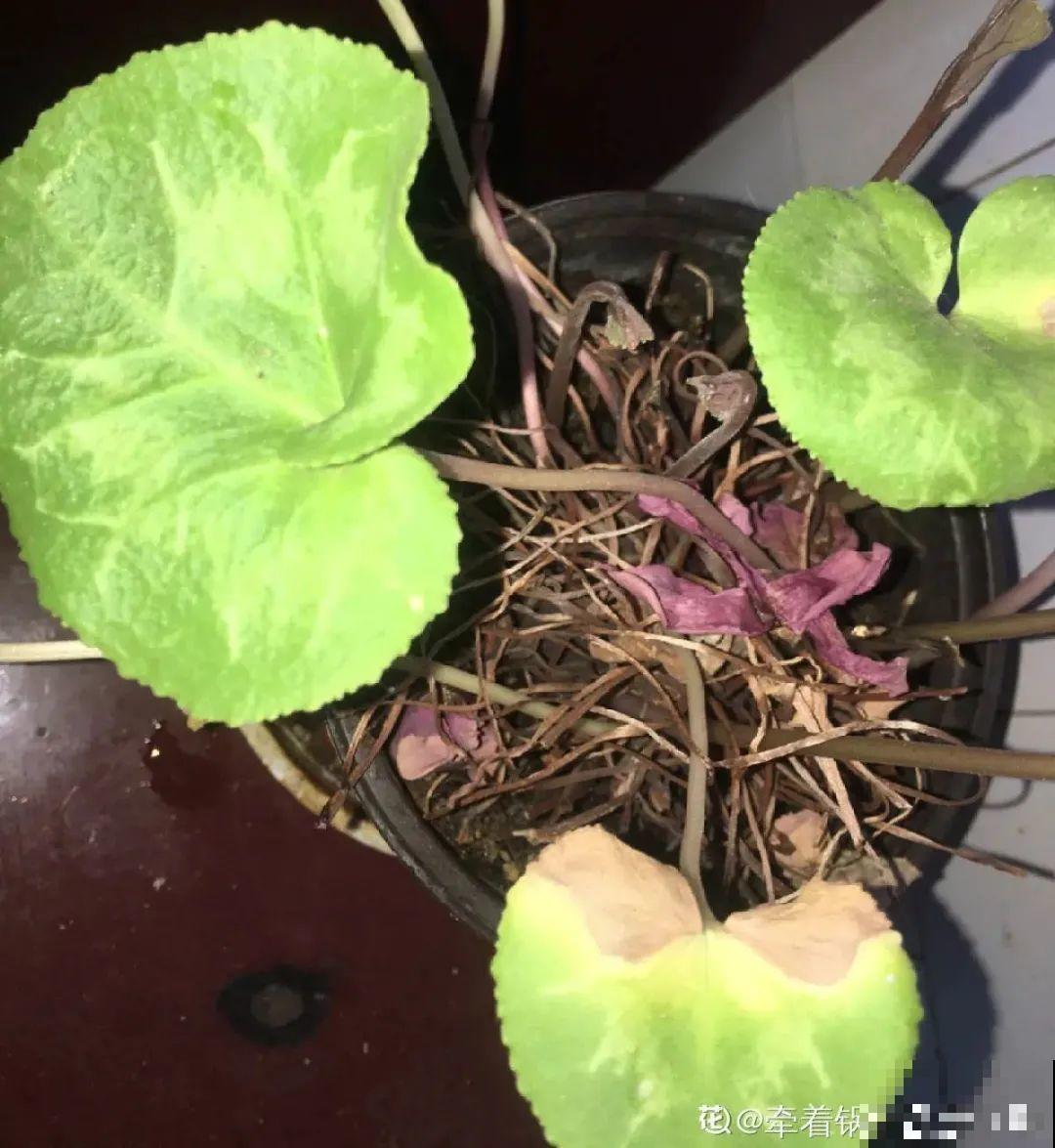 8种花夏天不能买,买回来就死,白浪费钱 8种花夏天不能买,买回来就死,白浪费钱