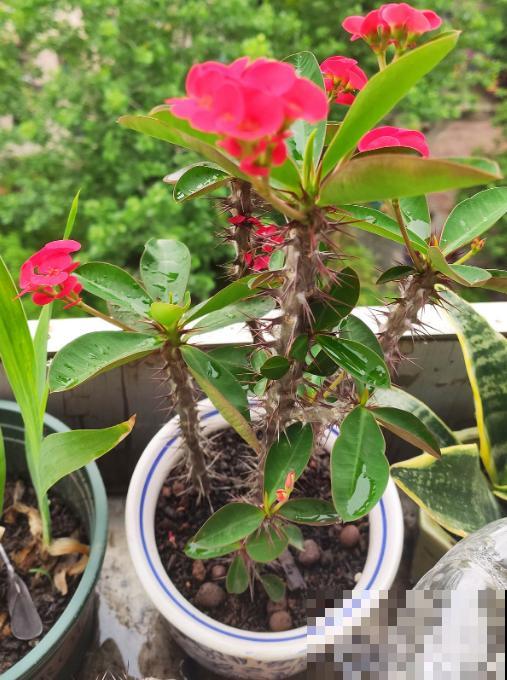 虎刺梅好养也好看，学好这5步，超长花期停不下来