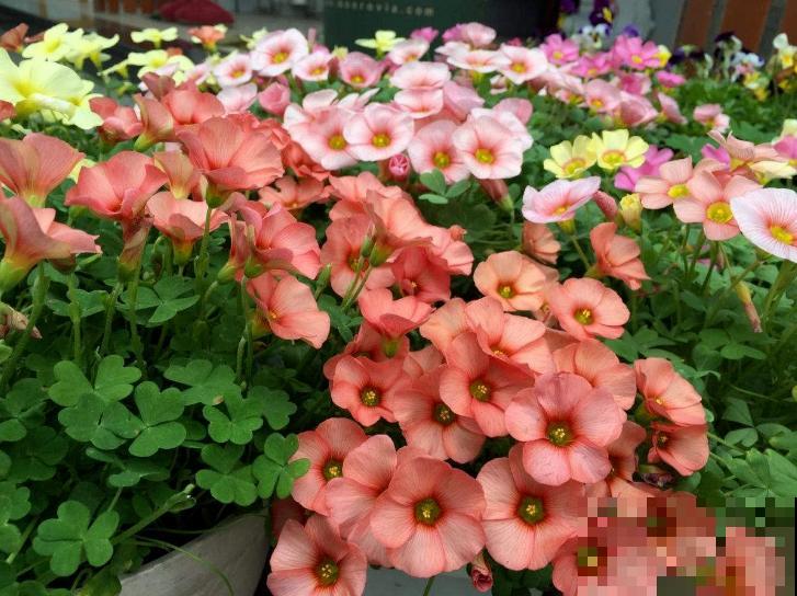 秋天是养花新高峰,院子赶紧种上4种花,美得像幅画 秋天是养花新高峰,院子赶紧种上4种花,美得像幅画