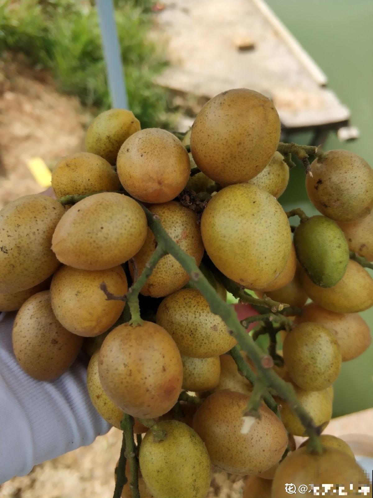 南方常见的黄皮果，妥妥的“黄水晶”，咬一口直流口水