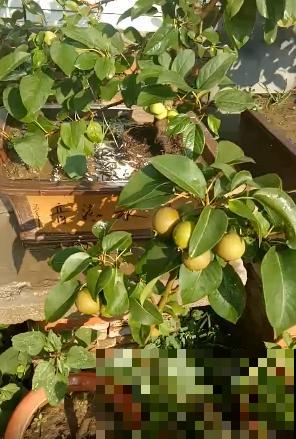 苹果VS梨，两大最常见水果，哪个种植更简单？