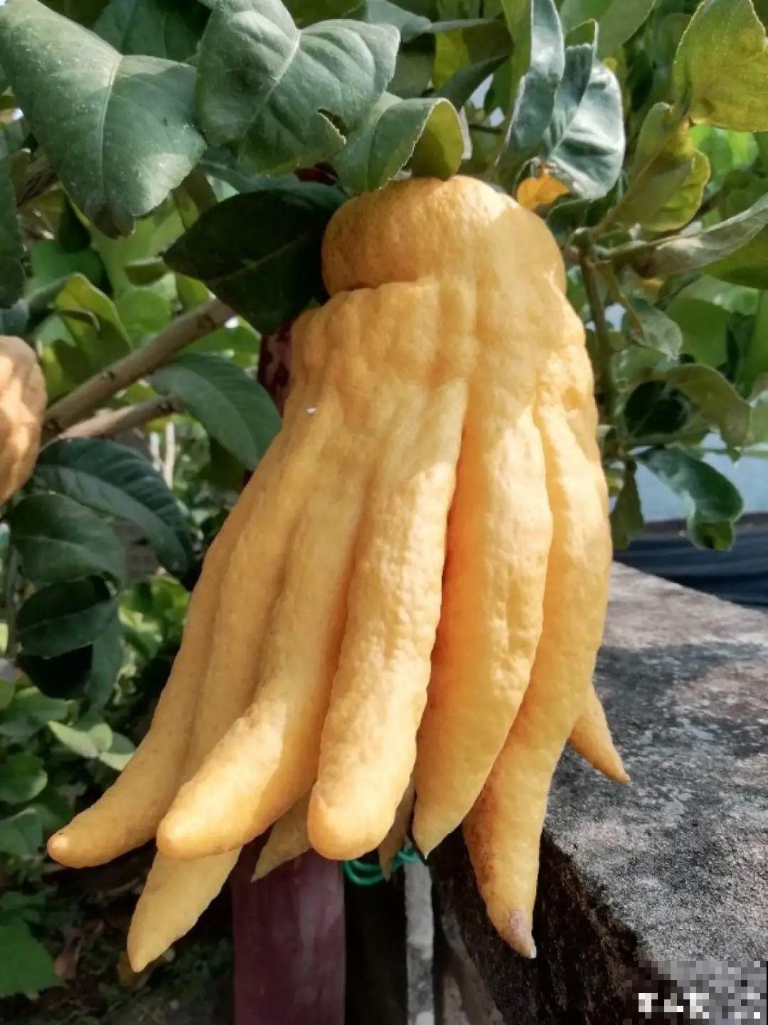 家里养8种花，独特有气质，还有满满安全感