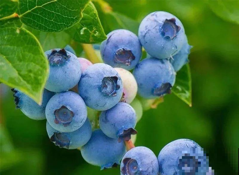 南北方都能养的蓝莓，家里种一棵，果子又大又甜