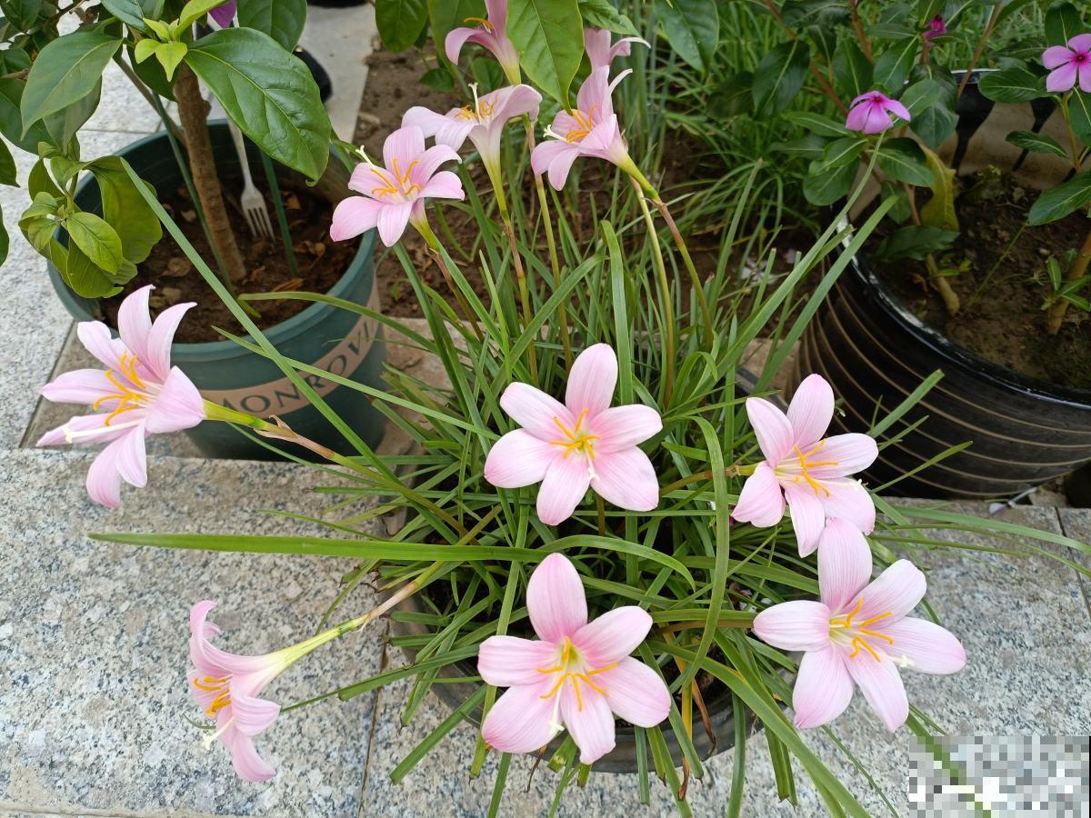 养花和性格息息相关,什么性格喜欢什么花,你同意吗 养花和性格息息相关,什么性格喜欢什么花,你同意吗