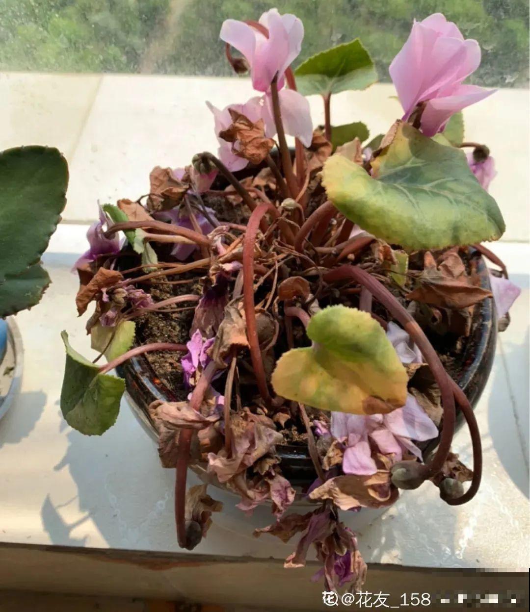 9种花,夏天休眠了,一定少浇水,否则越浇越死 9种花,夏天休眠了,一定少浇水,否则越浇越死