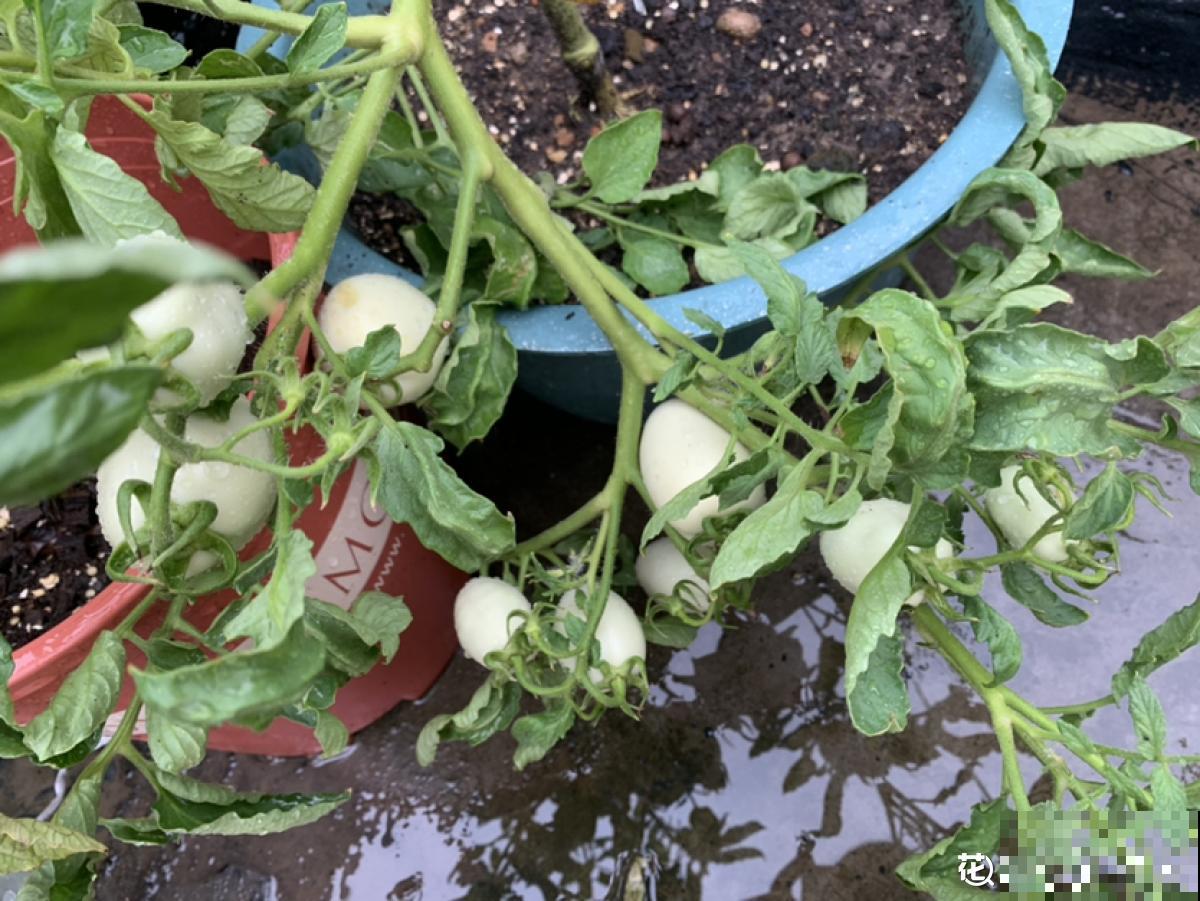 西红柿难清洗？自己养殖，多样清洗，安全又放心