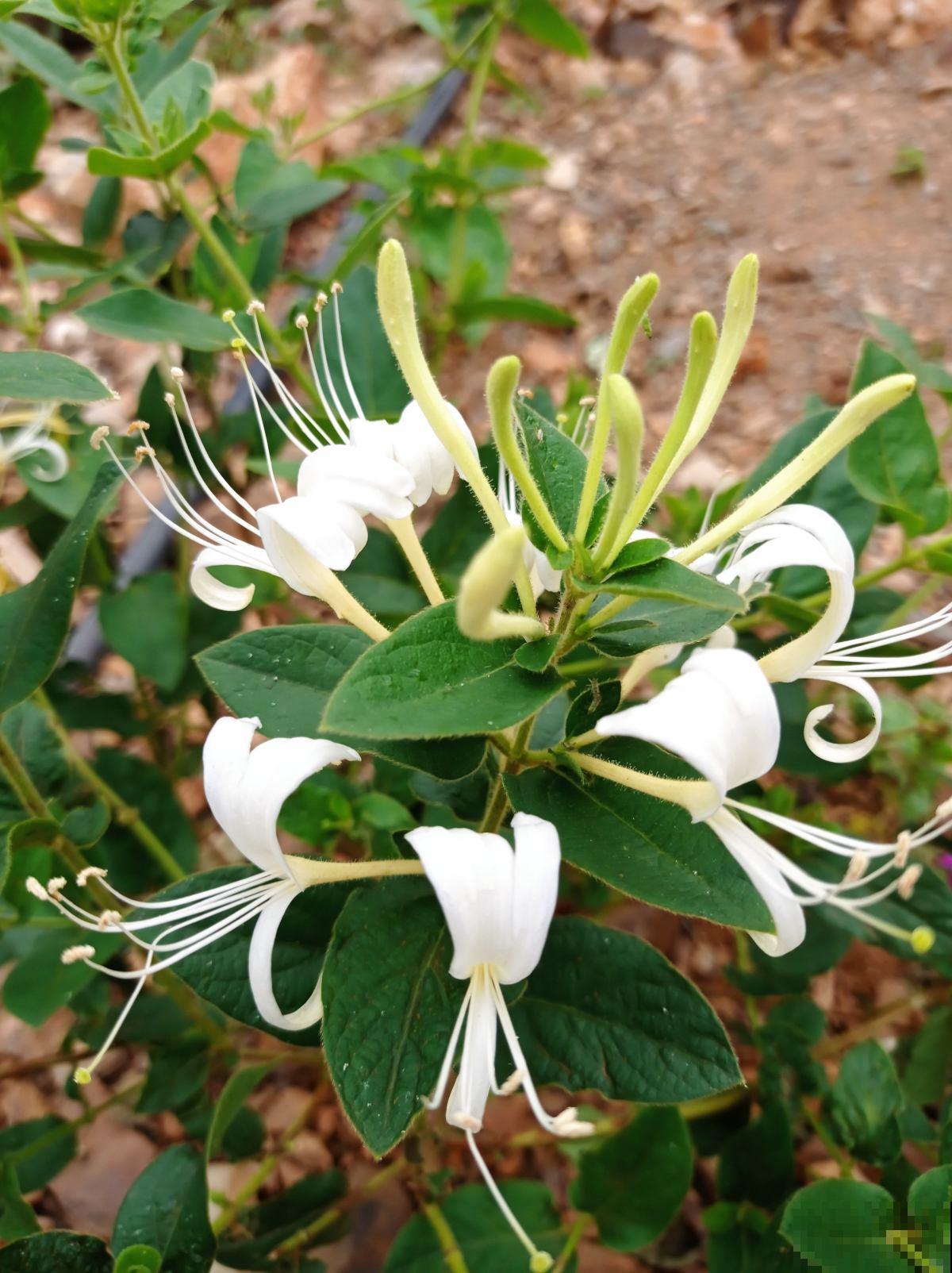 家里养盆金银花，掌握4点养护，简单养好金银花