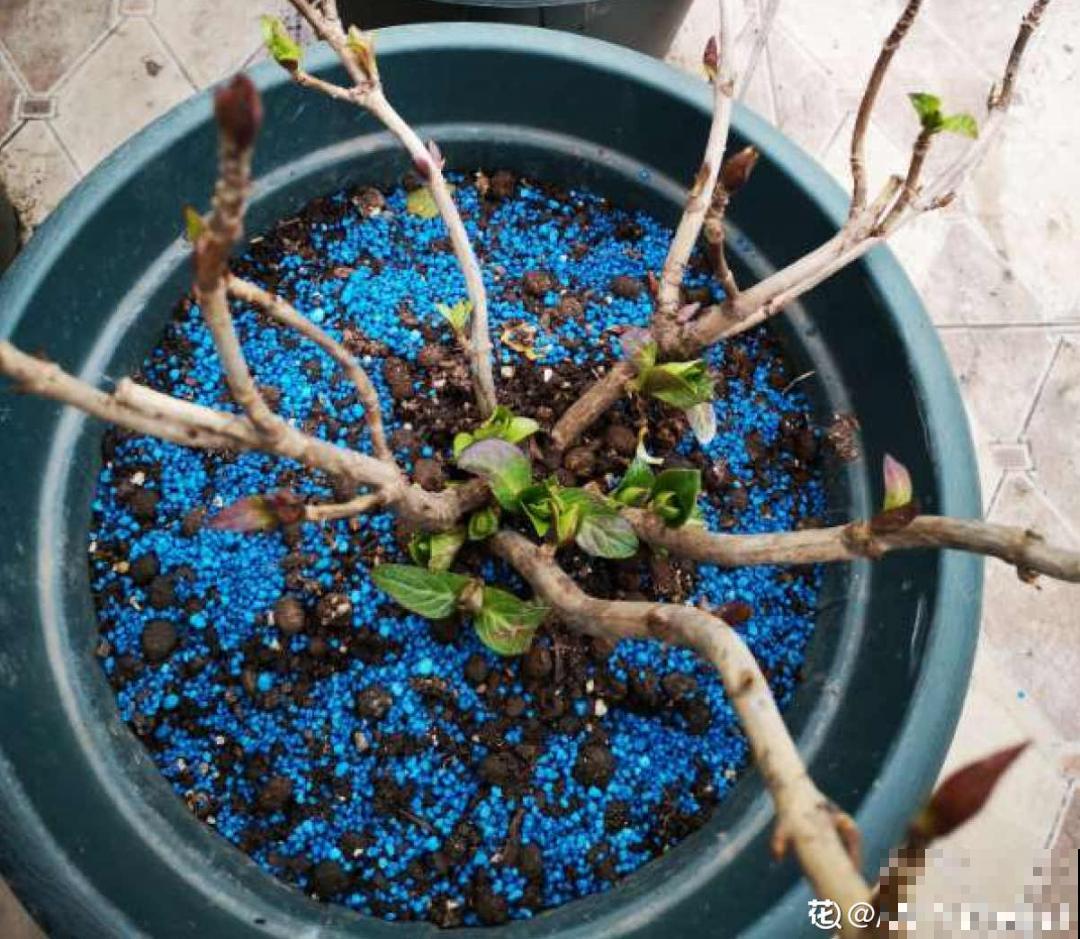 植物搬出门，痛快淋场雨，植物越来越旺