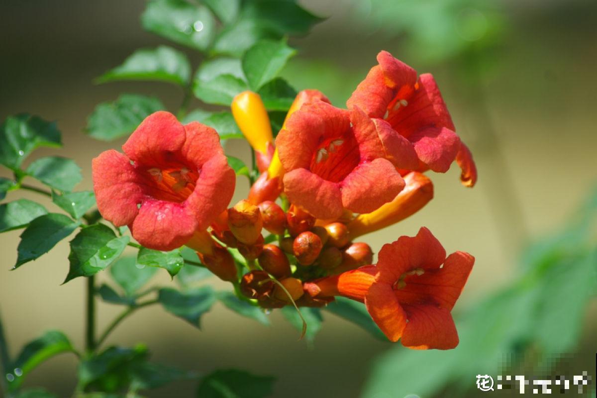 邻居种了一棵凌霄花，长势实在是喜人，一年至少剪2遍