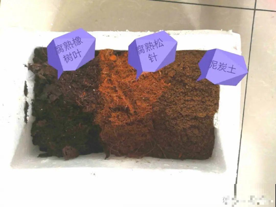 换盆时间到,换好后植物呼呼长,不换全年不开花 换盆时间到,换好后植物呼呼长,不换全年不开花