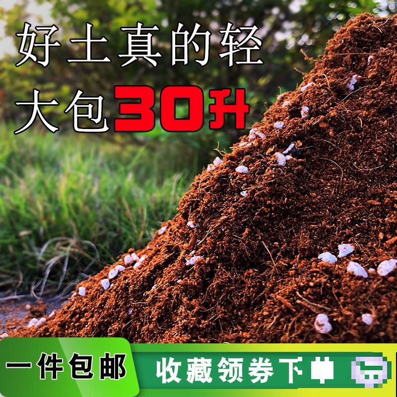 没见过火龙果树？搬来一株苗，长满火龙果