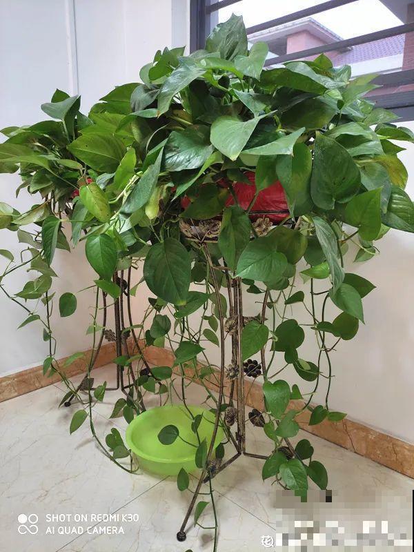 夏天养花，就怕乱浇水，千万不能积水