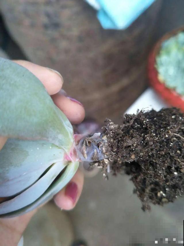 三伏天,8种花进入“鬼门关”,切莫大意 三伏天,8种花进入“鬼门关”,切莫大意