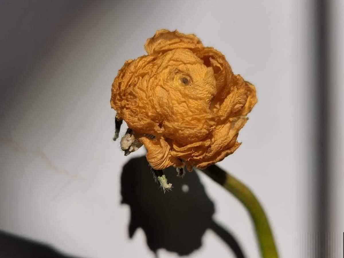 别只会风干,还有3种方法,干花一做一个成 别只会风干,还有3种方法,干花一做一个成