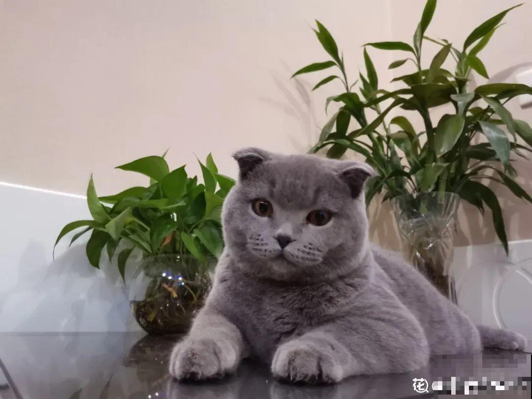 男子追在大象后，捡一筐大象粪，居然是为了养花