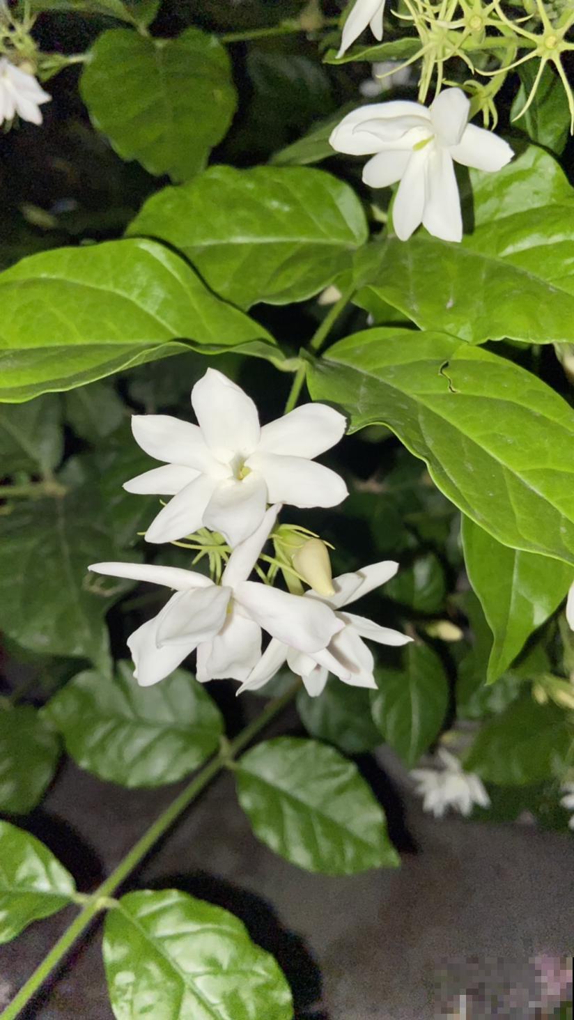 100种常见花，今天终于知道叫什么名了，建议收藏