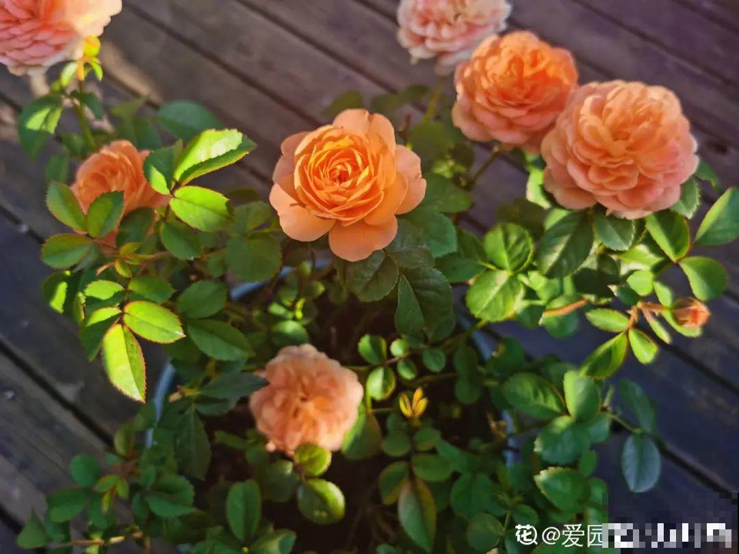 三伏天超美的10种花,妥妥的“开花楷模”,你养了几种? 三伏天超美的10种花,妥妥的“开花楷模”,你养了几种?