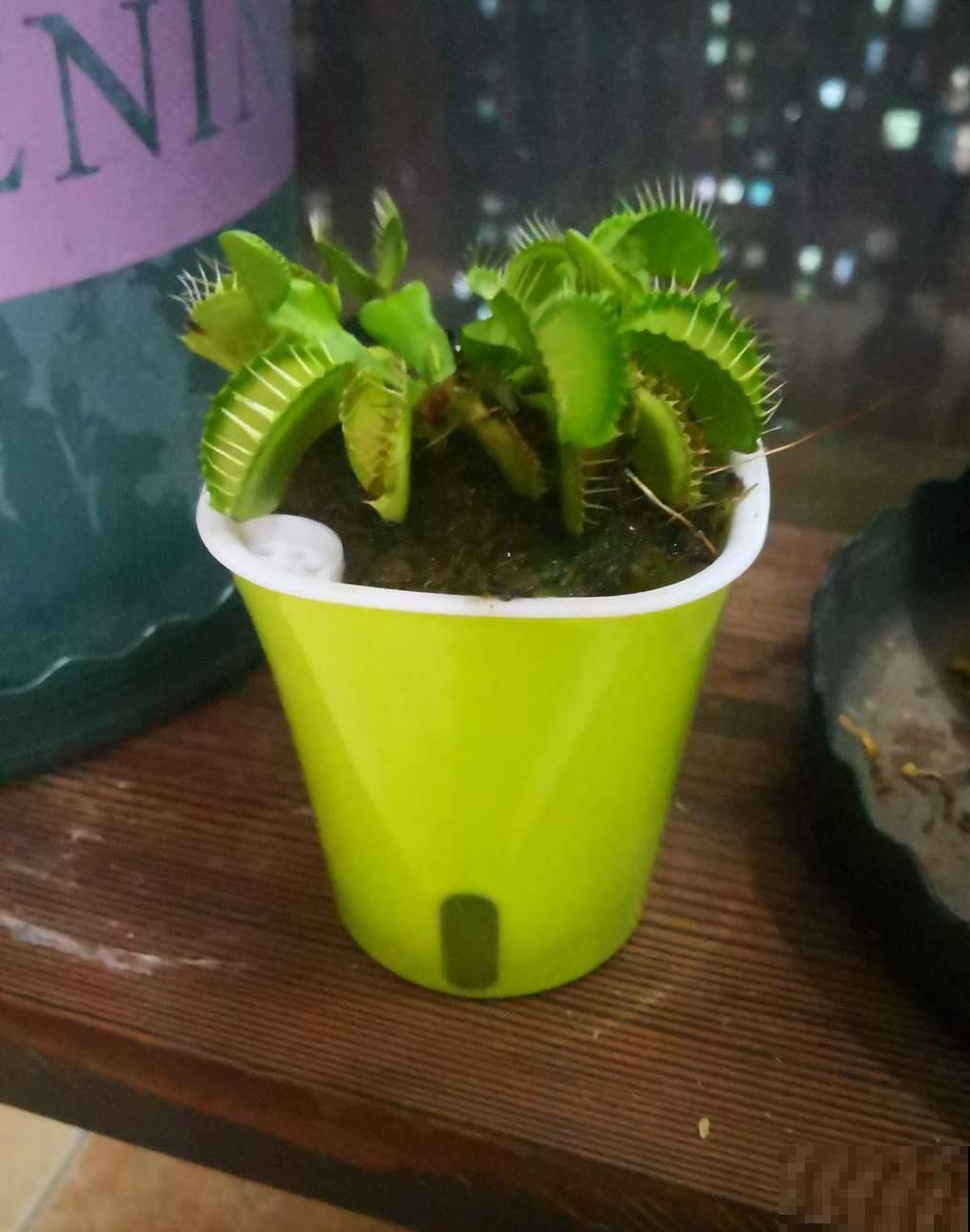 植物也有“肉食性”的，4种食虫植物，养在家里能“灭蚊”