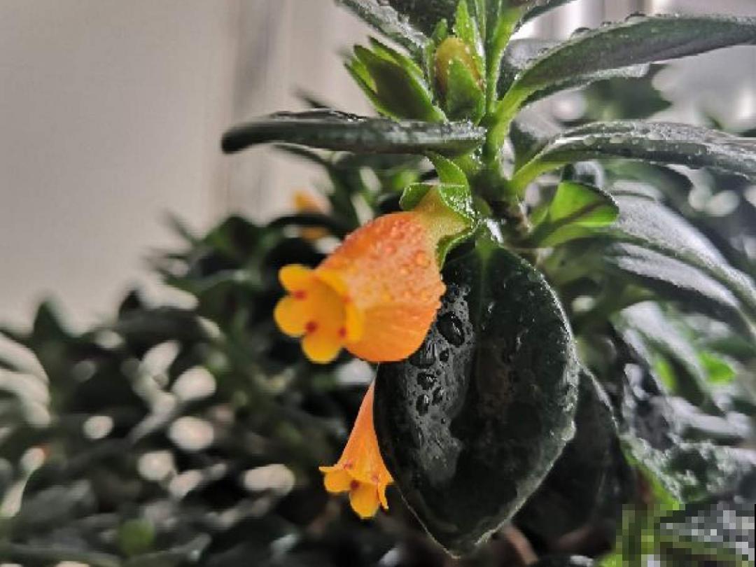 植物搬出门，痛快淋场雨，植物越来越旺