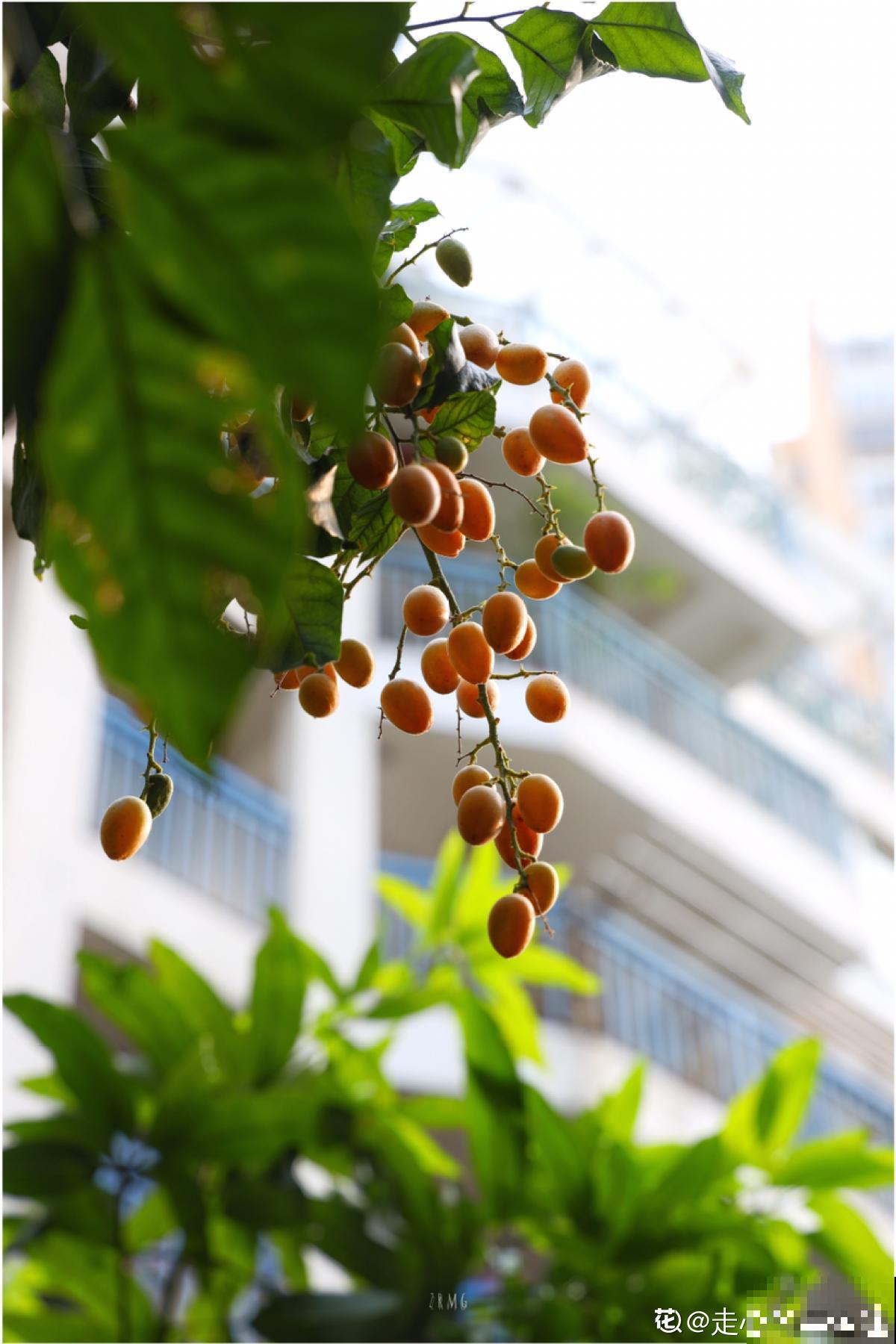 南方常见的黄皮果，妥妥的“黄水晶”，咬一口直流口水