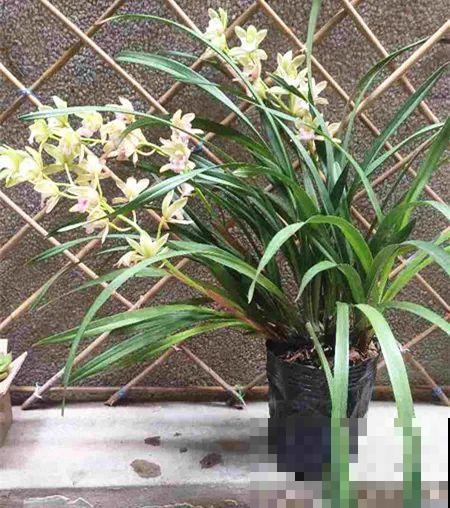 夏天养花，就怕乱浇水，千万不能积水