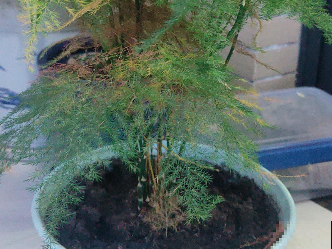 养花“黑名单”实在太难养，心累